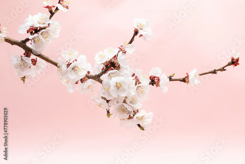 Apricot blossoms in full bloom