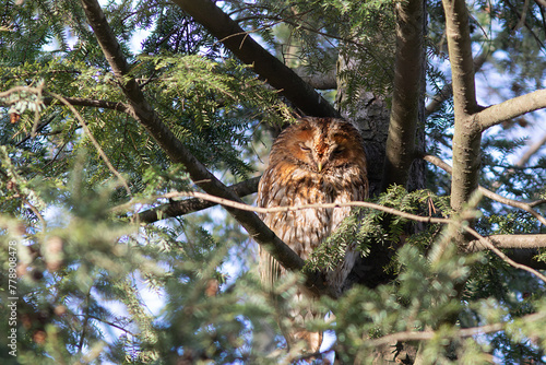 tawny owl hidden in the tree canopy © taviphoto
