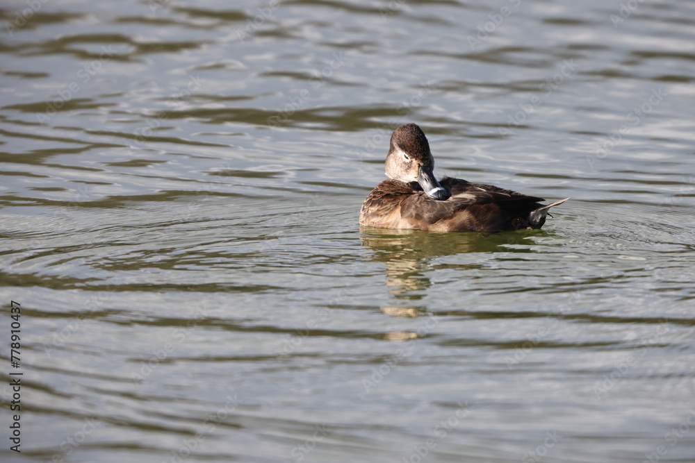 Ring-necked duck (Aythya collaris) is a diving duck from North America commonly found in freshwater ponds and lakes. This photo was taken in Japan. Ring-necked duck (Aythya collaris) is a diving duck from North America commonly found in freshwater ponds and lakes. This photo was taken in Japan.
