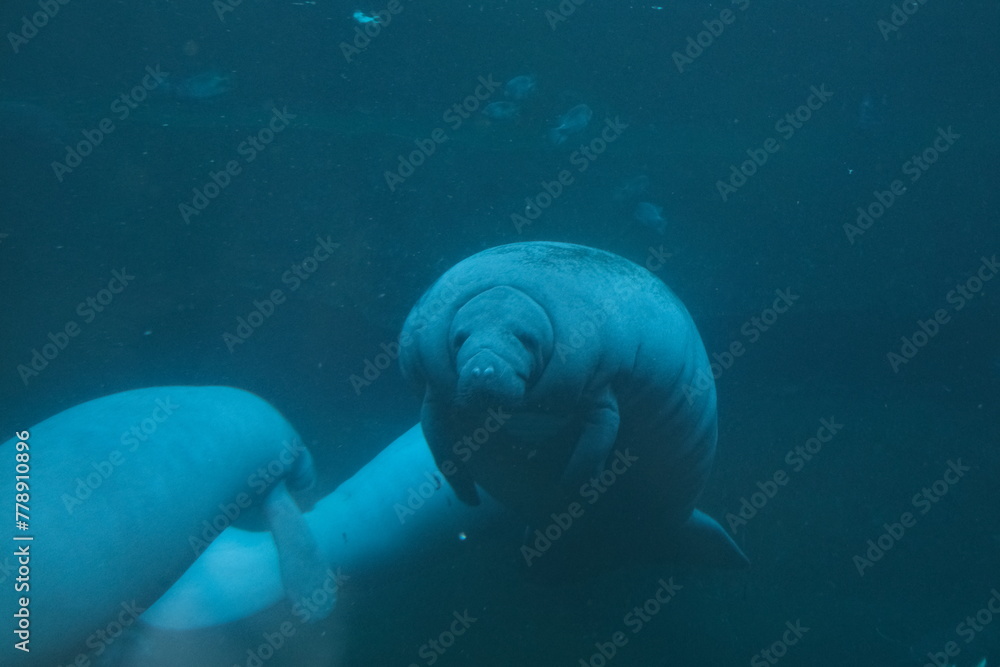 Naklejka premium Manatee