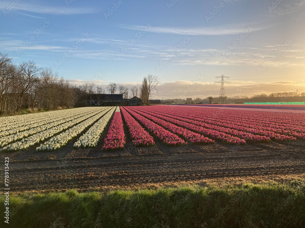 beautiful hyacinth field in different colors in the morning sun