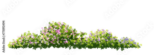 Vector of flower grass or blooming shrub site view isolated on white background ,watercolor tree elevation for landscape concept,environment panorama scene,eco design,meadow for spring