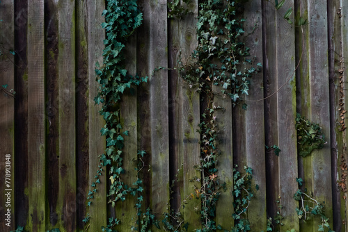 Old weathered wooden fence is overgrown with green plants from above.