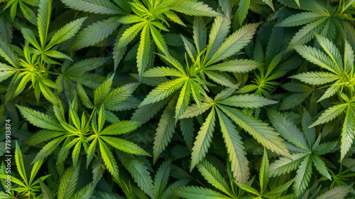 Cannabis Plants Growing in Dense Foliage background