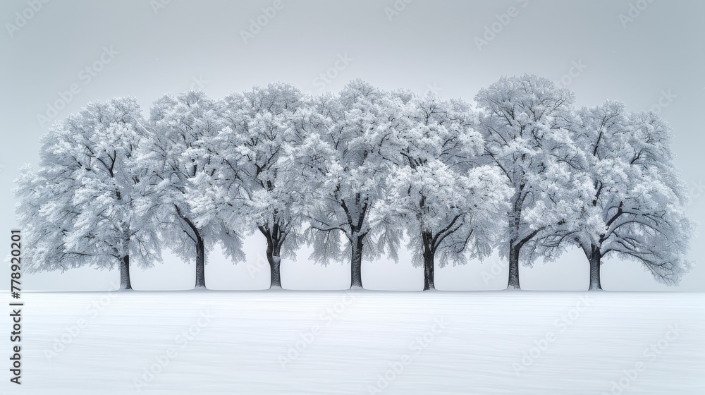 Fototapeta premium A serene winter scene features a cluster of snow-covered trees against a backdrop of powdery white snow, with a subtle touch of freshly fallen snowflakes adorning the landscape