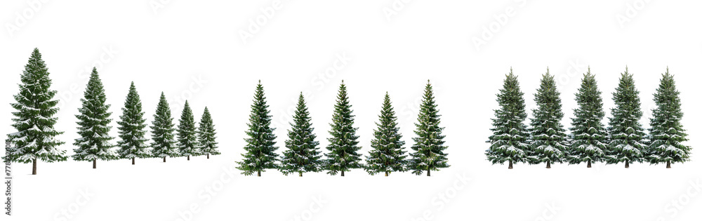 Row of Christmas pine trees