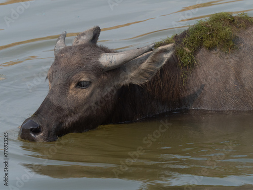 Refreshment of Water buffalo. Male water buffalo bathing in the pond