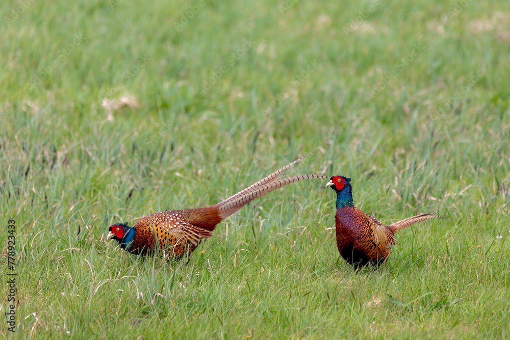 Fototapeta premium A common pheasant also known as ring-necked pheasants in its natural habitat, Two male Phasianus colchicus about to collide on the green grass meadow in breeding season, Living out naturally.