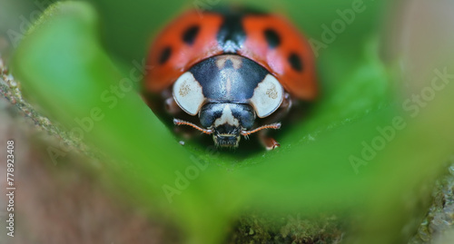 ladybug photo