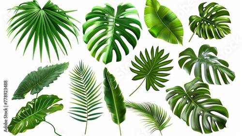Tropical leaf modern set.