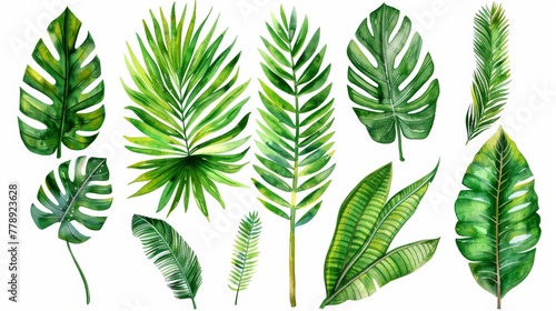 Plants with palm leaves on a white background. Watercolor illustration of tropical plants.