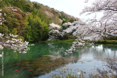 神河町の池の鯉と桜