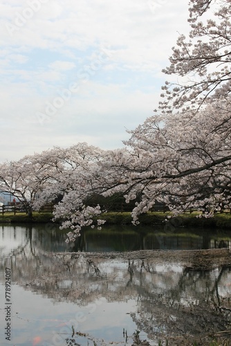 神河町の池と桜
