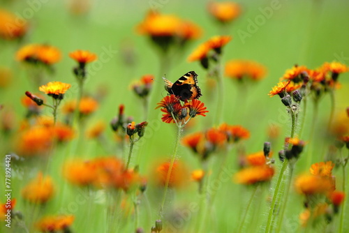 little fox butterfly on hawkweed,kleiner fuchs auf habichtskraut photo