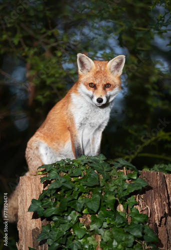 Red fox sitting on a tree in a forest