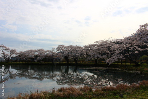 Fototapeta Naklejka Na Ścianę i Meble -  神河町の池と桜