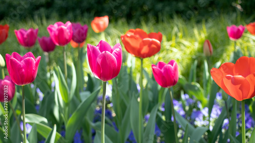 Close-up of red tulips blooming outdoors in spring, photographed in Shanghai, China © Xiaohan Zhou