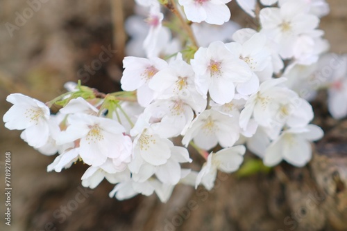 white cherry blossom © Atsuya suzuki