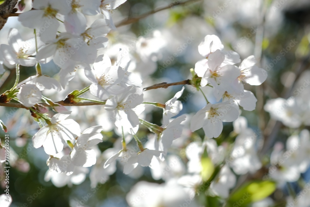 Obraz premium white cherry blossom