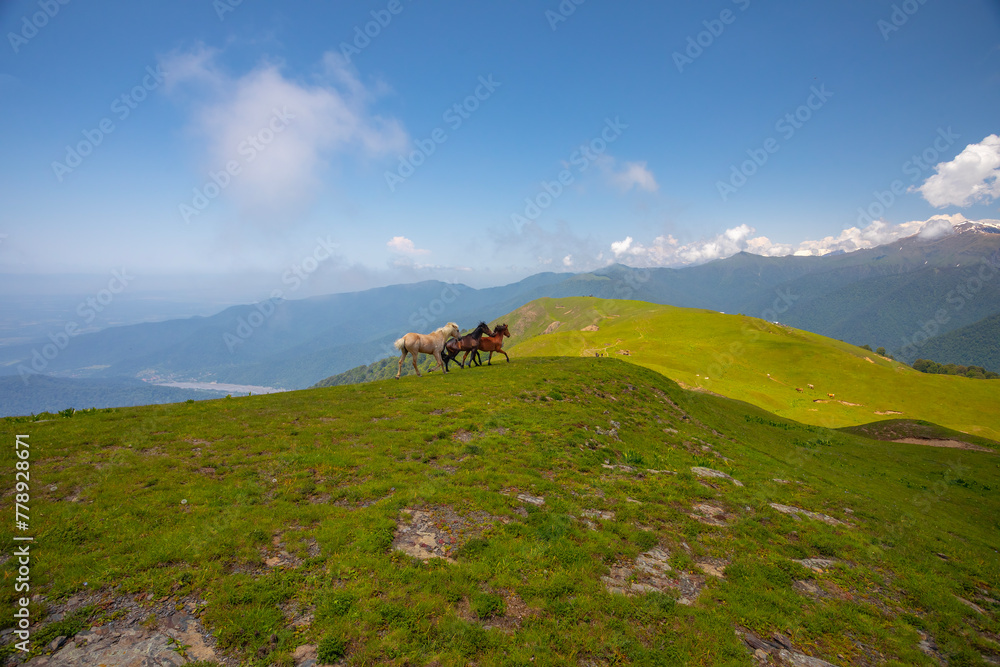 Zagatala region of Azerbaijan. Beautiful Landscape with Horses in Hongozor place. Caucasus Mountains