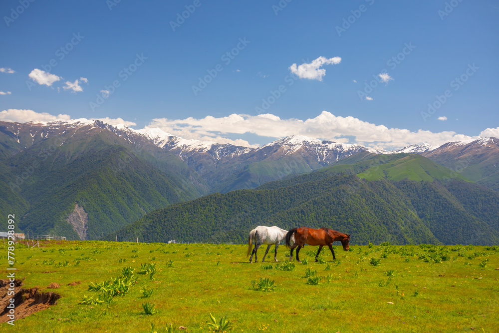 Zagatala region of Azerbaijan. Beautiful Landscape with Horses in Hongozor place. Caucasus Mountains Zagatala region of Azerbaijan. Beautiful Landscape with Horses in Hongozor place. Caucasus Mountains