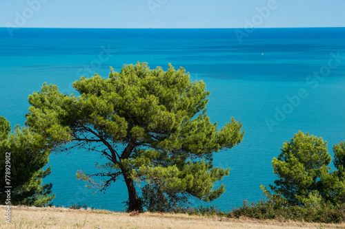 Ancona Conero regional park maritime pine and Portonovo sea photo