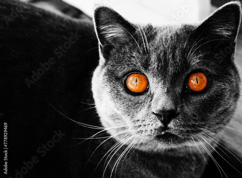 britsh cat black and white photo