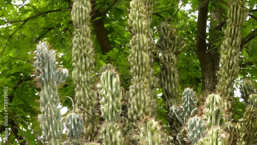 Cereus repandus (Cereus peruvianus, giant club cactus, hedge cactus, cadushi, kayush), Peruvian apple cactus, is a large, erect, thorny columnar cactus found in South America as well Dutch Caribbean. photo