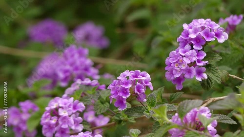 Lantana montevidensis is a species of lantana known by many common names, such as: trailing lantana, weeping lantana, creeping lantana, small lantana, purple lantana or trailing shrubverbena.