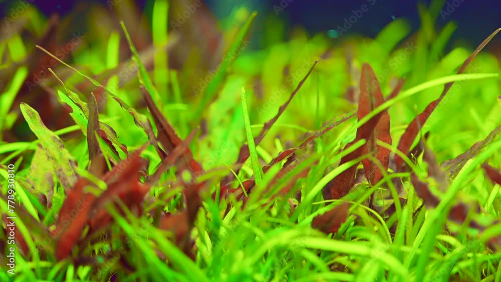 Aquatic plants for decorating fish tanks. Aquatic plants for decorating fish tanks.