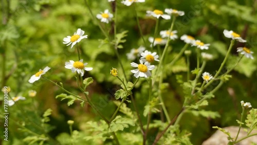 Tanacetum parthenium Aureun, the feverfew, is a traditional medicinal herb. Chrysanthemum parthenium and Pyrethrum parthenium. It is also sometimes referred to as bachelors buttons or featherfew. photo