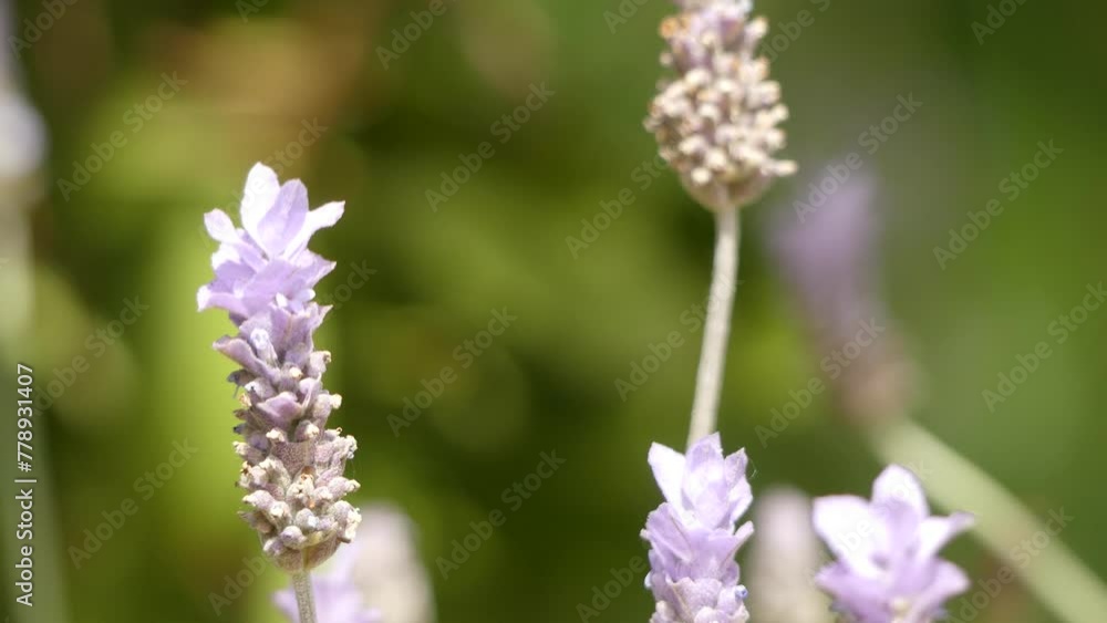 Lavandula dentata is a species of flowering plant in the Lamiaceae family, native to the Mediterranean, the Atlantic islands and the Arabian peninsula. Lavandula dentata is a species of flowering plant in the Lamiaceae family, native to the Mediterranean, the Atlantic islands and the Arabian peninsula.