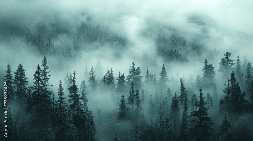 A monochrome image of a hazy woodland with coniferous trees upfront and mist in the distance A monochrome image of a hazy woodland with coniferous trees upfront and mist in the distance