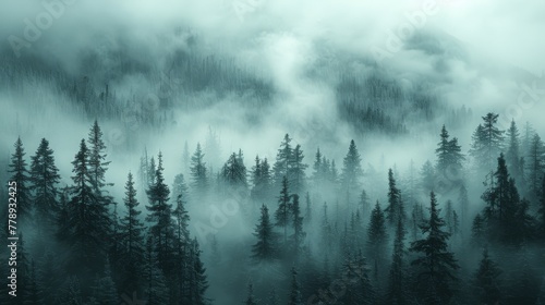   A monochrome image of a hazy woodland with coniferous trees upfront and mist in the distance photo