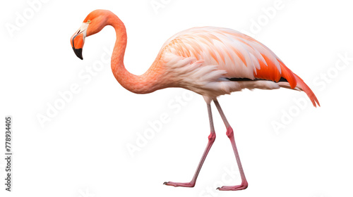 Tropical pink flamingo bird isolated on transparent background