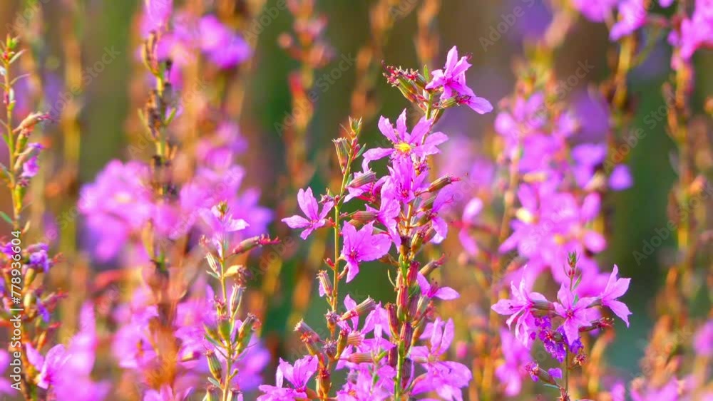 Lythrum salicaria (purple loosestrife) Lythrum salicaria (purple loosestrife)