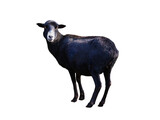 black sheep isolated on white background