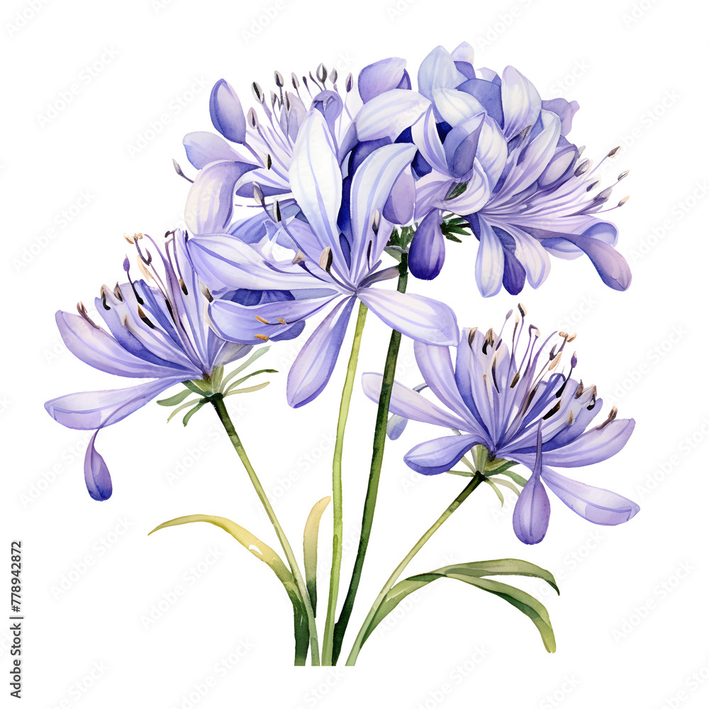 agapanthus watercolor style, illustration. agapanthus watercolor style, illustration.