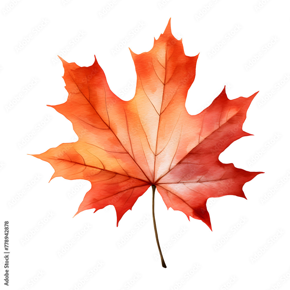 Fototapeta premium Autumn forest maple leaf watercolor style, illustration.