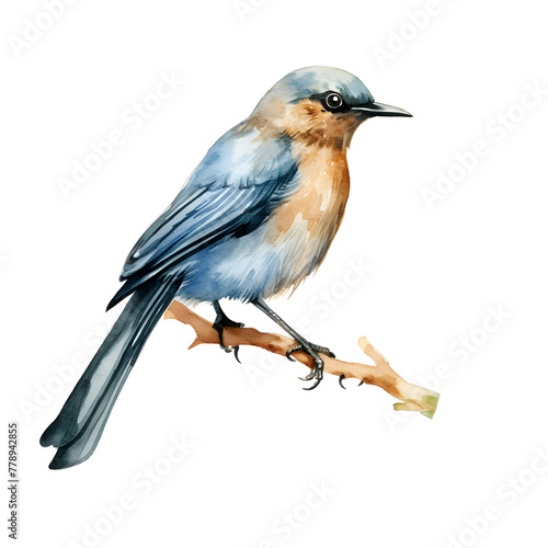A bird watercolor style, illustration. © Cook