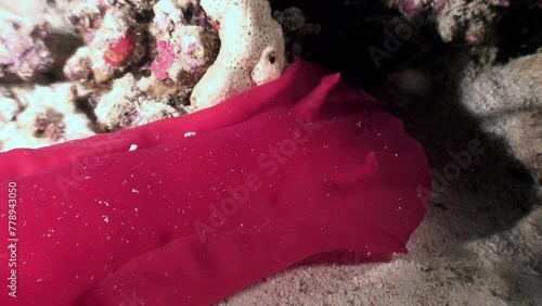 Bright red Spanish dancer Hexabranchus sanguineus graces underwater world. In underwater wo rld, bright red nudibranch Spanish dancer stands out impressively. Close-up. Red Sea. photo