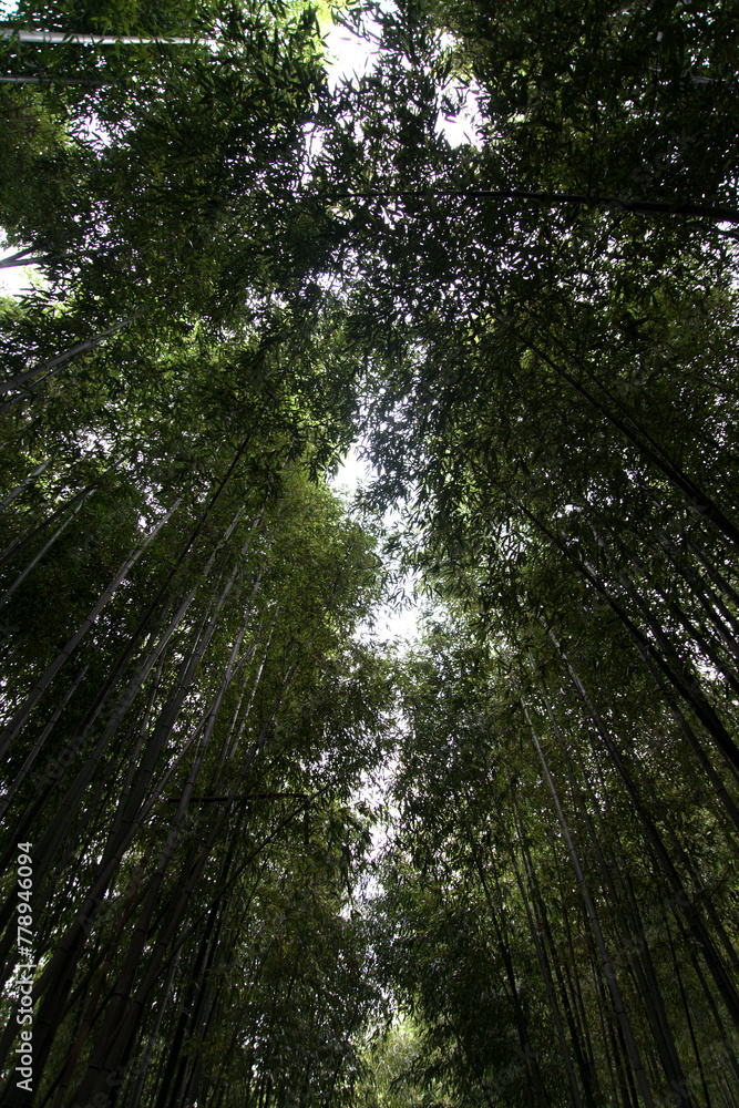 Fototapeta premium Low-angle view of the bamboo trees 