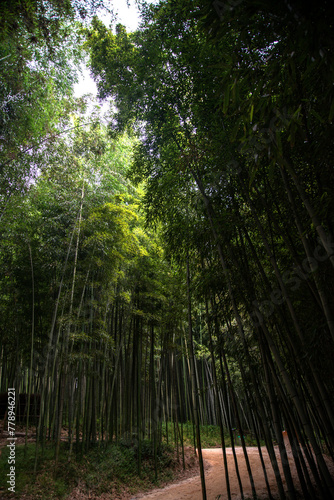 View of the bamboo forest