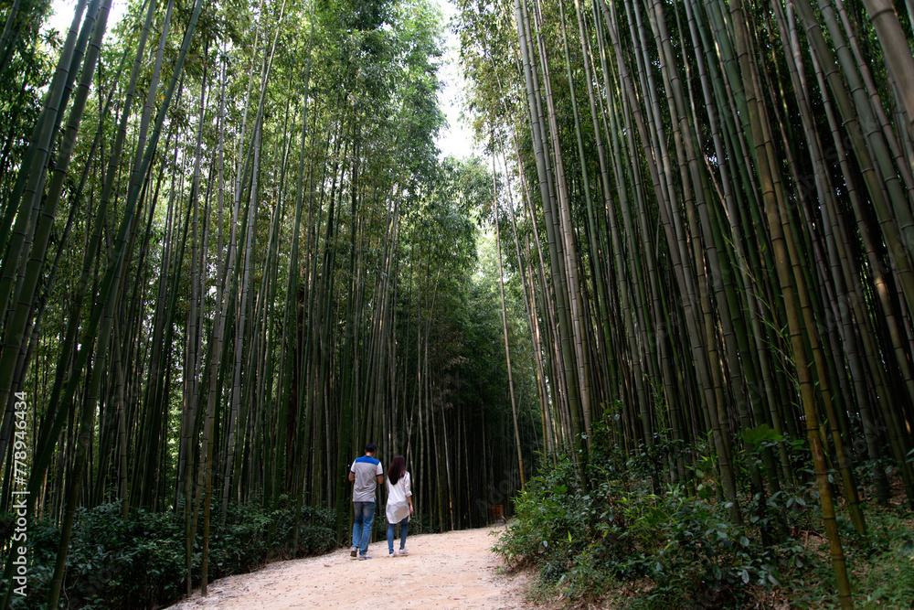 Obraz premium View of the bamboo forest with the walking tourists