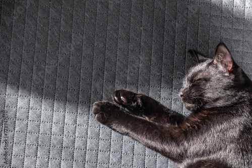 beautiful domestic black kitten sleeps sweetly on a gray checkered background