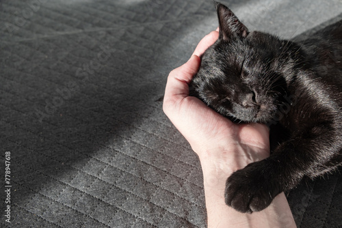 A small black domestic outbred mestizo kitten sleeps sweetly with his head on a human hand photo