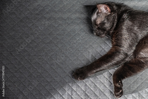beautiful domestic black kitten sleeps sweetly on a gray checkered background