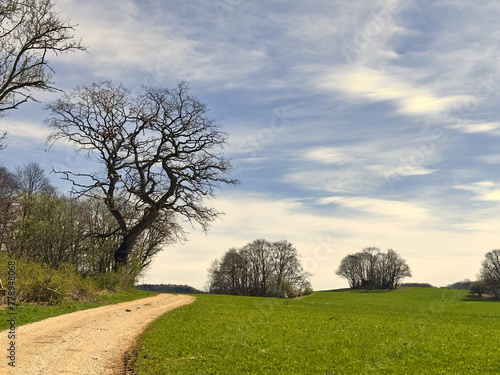 tree on the hill/aktueller Klimawandel in Europa photo