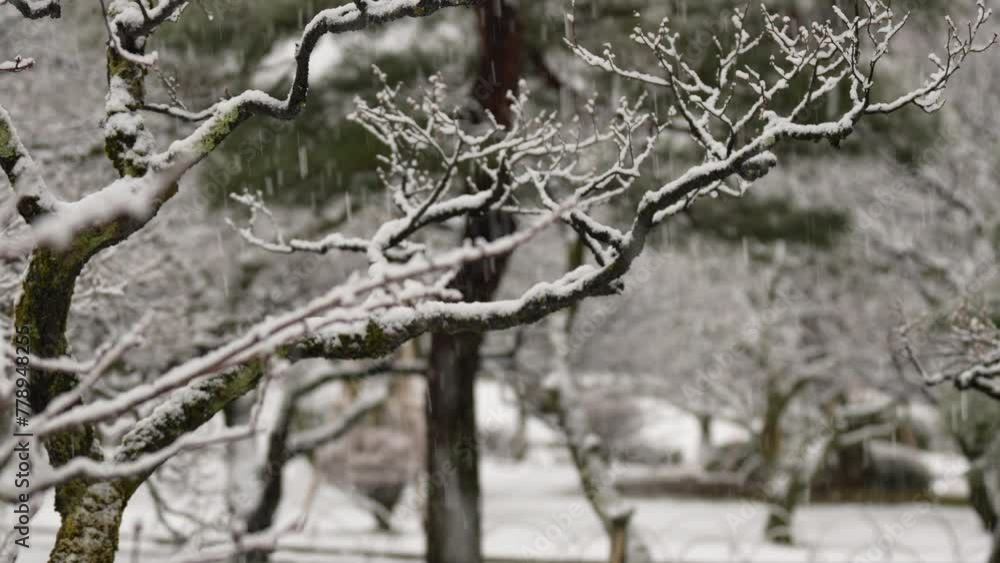 ふりしきる雪と佇む松の木/兼六園/Falling snow and pine trees/Kenrokuen ふりしきる雪と佇む松の木/兼六園/Falling snow and pine trees/Kenrokuen