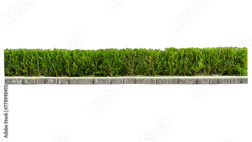 Tropical plant Flower shrub bush fence tree isolated on transparent background